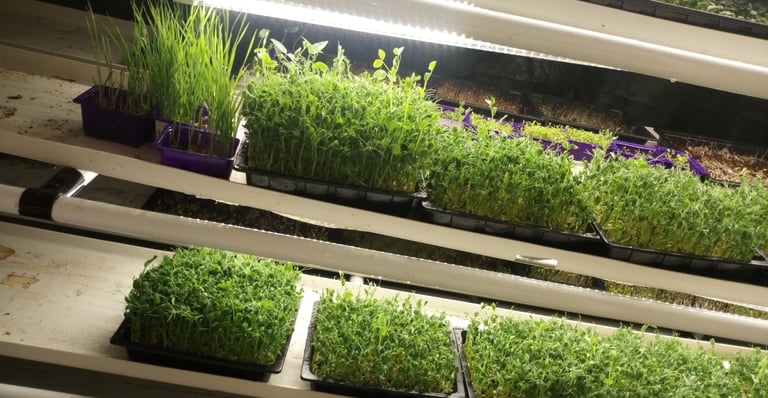 a picture of Early Greens microgreens nursery