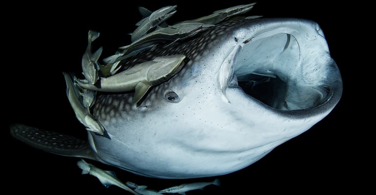 requin baleine de nuit ouvrant la bouche entouré de poissons pilotes
