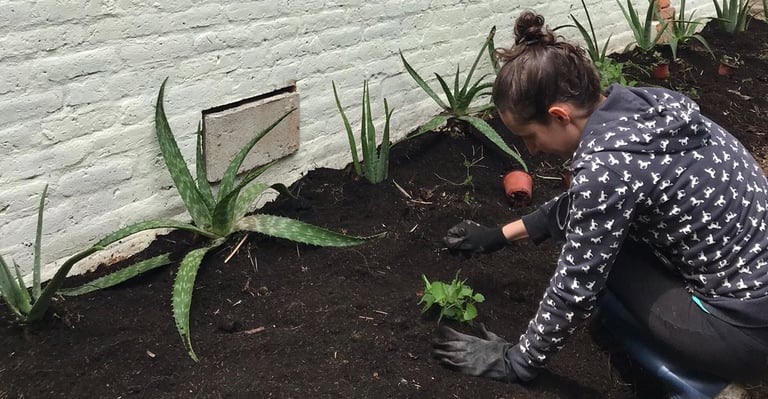 siembra y mantenimiento de jardines