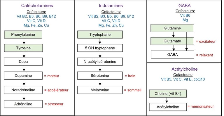 neurotransmetteurs