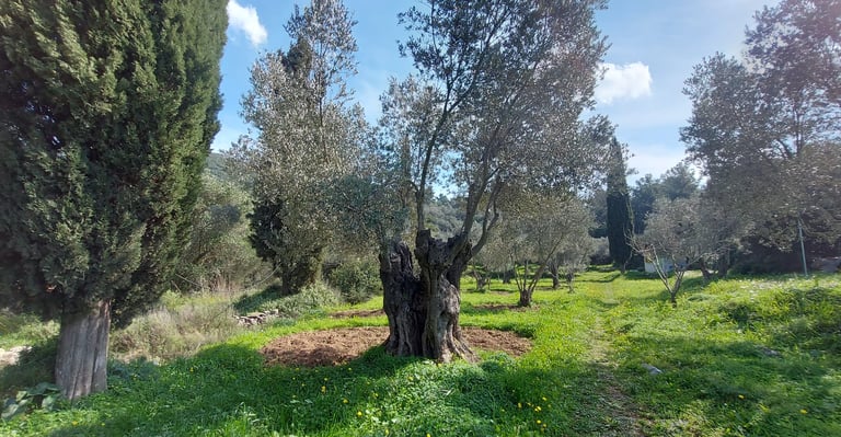 Tuin van het vakantiehuisje Samos