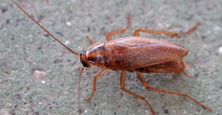 Blatte Germanique