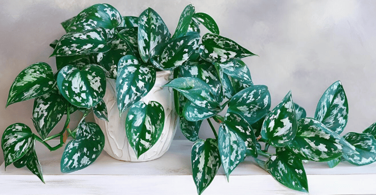 pothos plant in pot
