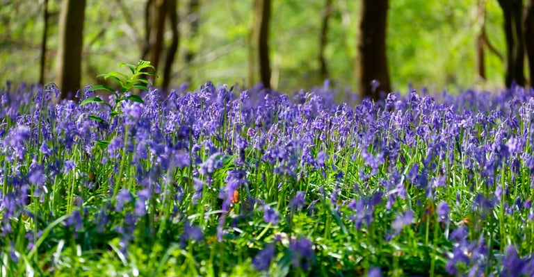 HYACINTEN RECHTOVER BOSBAAR