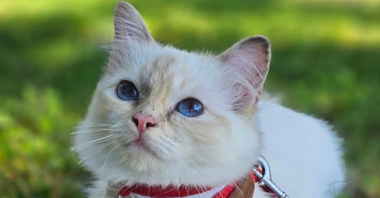 Blåskilpaddemasket Hellig Birma kattunge