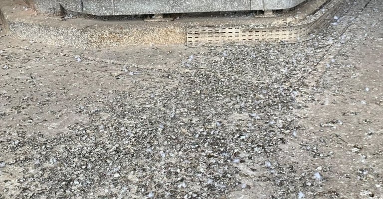 degats causés par les fientes de pigeons dans un site industriel