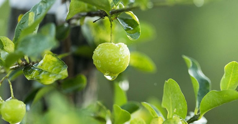acerola