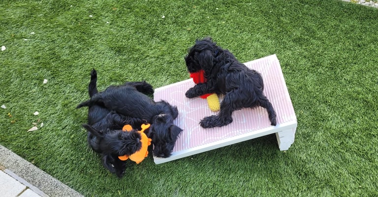 Chiots des Diamants Noirs d'Also