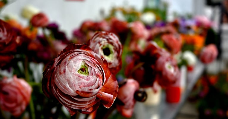 Close-up of vibrant pink and red ranunculus flowers in a floral shop bouquet display.