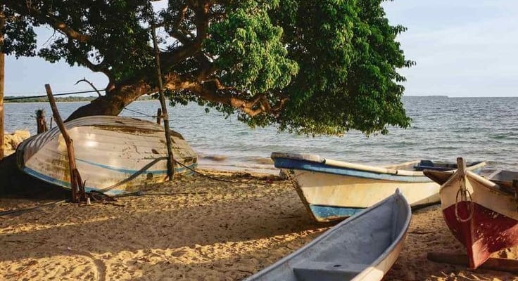 Rustic wooden fishing boats resting on a tropical sandy beach under a large green tree at sunset.