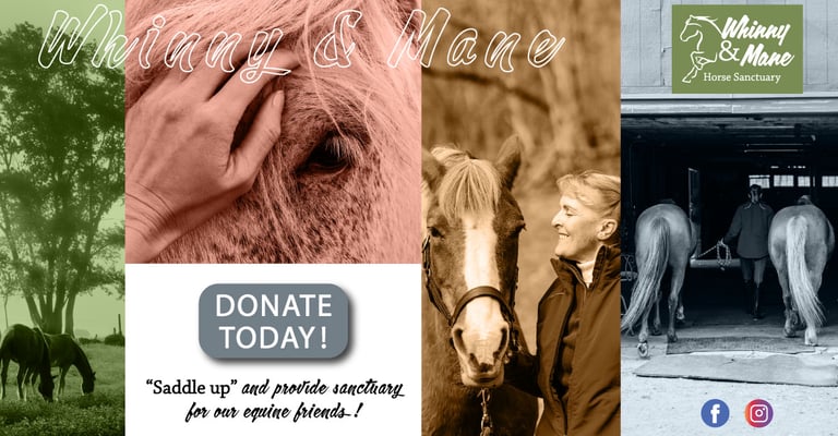 LinkedIn post featuring a collage of horses and people with the text "Whinny & Mane Horse Sanctuary" and "Donate Today.”