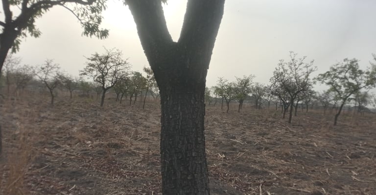 shea tree