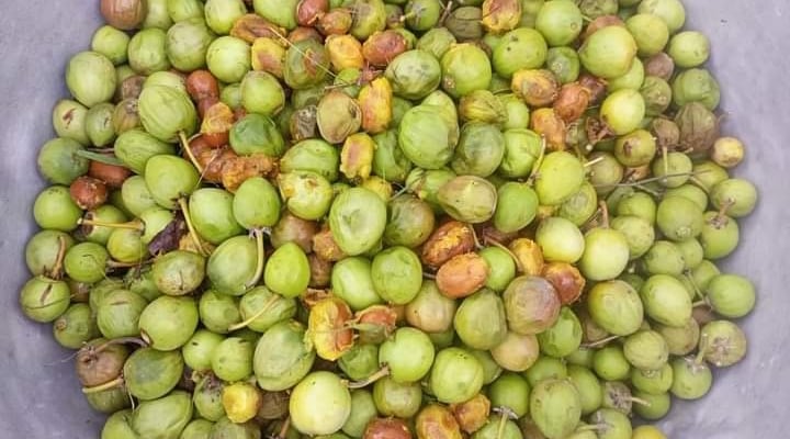 Ripe Shea Fruits