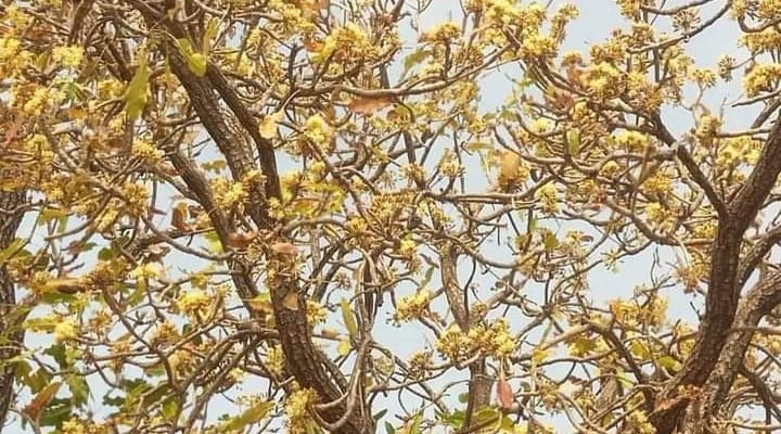shea tree with shea Flowers