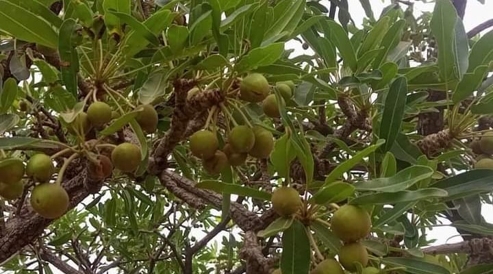 shea fruits on the shea tree