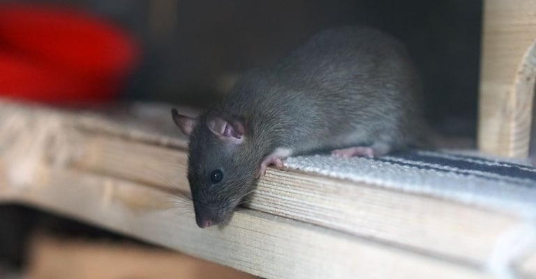 rat dans un abri en recherche de nourriture