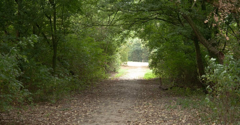 Bospaadje bedekt met bladeren dat uitkomt op een open, zonnige plek omringd door dicht groen geblade