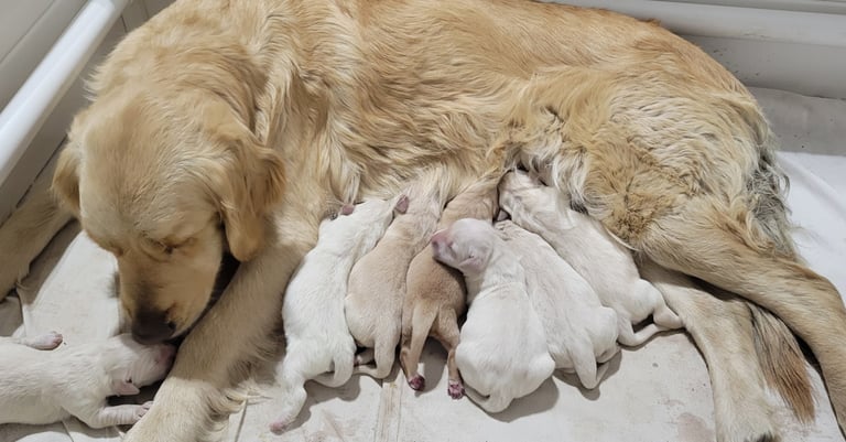 a dog is laying down with her puppies