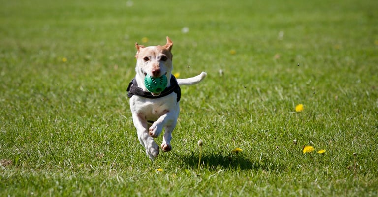 Los 10 Mejores Accesorios para tu perro