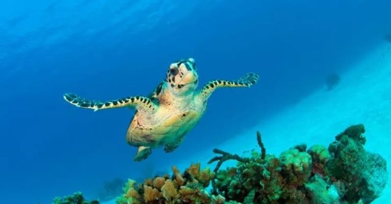 Grand Cayman Snorkeling