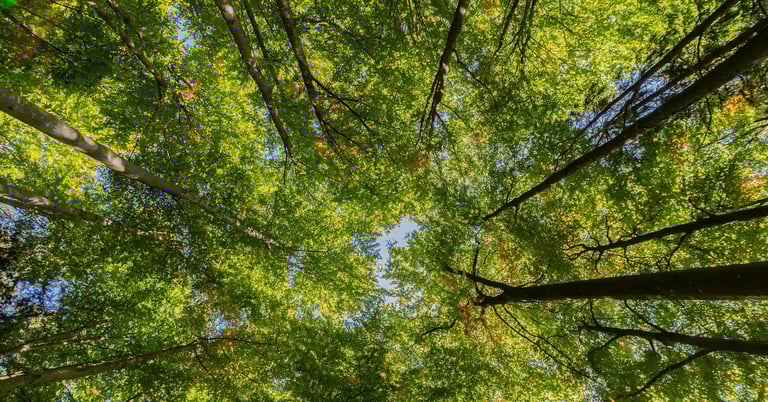 Arbre de vie