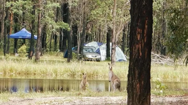 Wild kangaroos standing by a lake at a forest campsite with tents and a car.