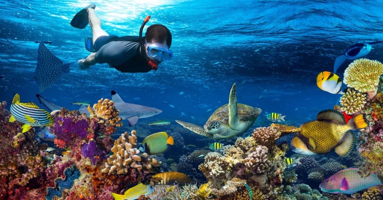 Best Snokelling in Zanzibar