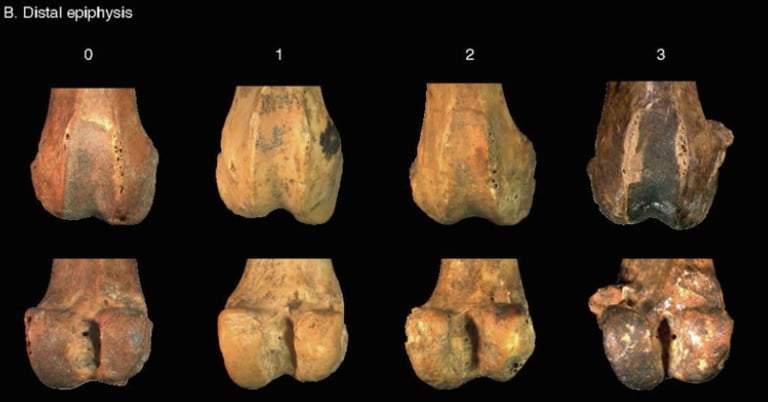 Osteoartritis en Prolagus sardus, un lagomorfo extinto que habitó Cerdeña en el Pleistoceno tardío.