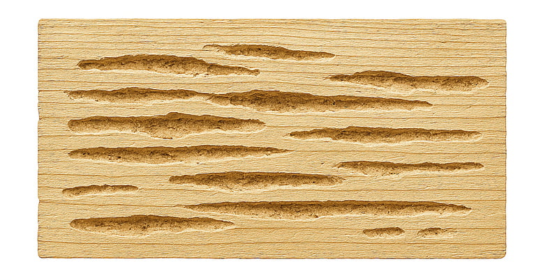 dégats dans le bois par les capricorne des maisons 
