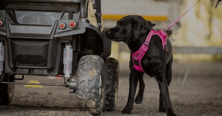 chien de detection en concours nosework Flair Play 49 dans le 49