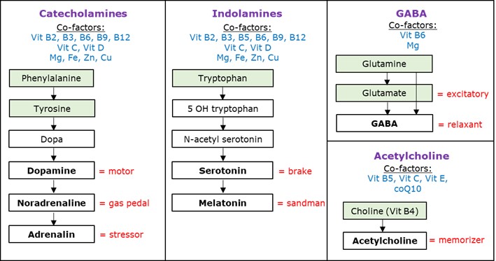 neurotransmitter synthesis