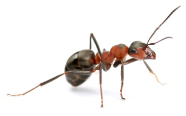 ants