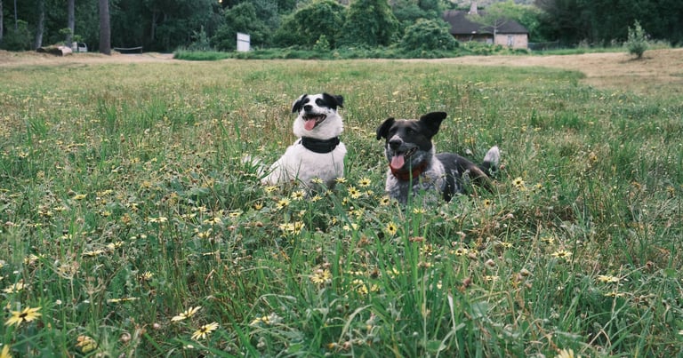 Two happy dogs lying in the grass after training