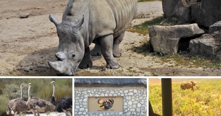 Rinoceronte, emu e elefante em Buffelsfontein, África do Sul.