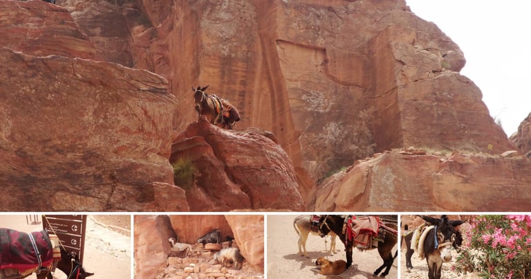 Vários animais espalhados pela montanha de Petra, incluindo burros e camelos.