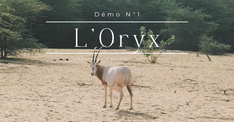 miniature de vidéo - oryx 