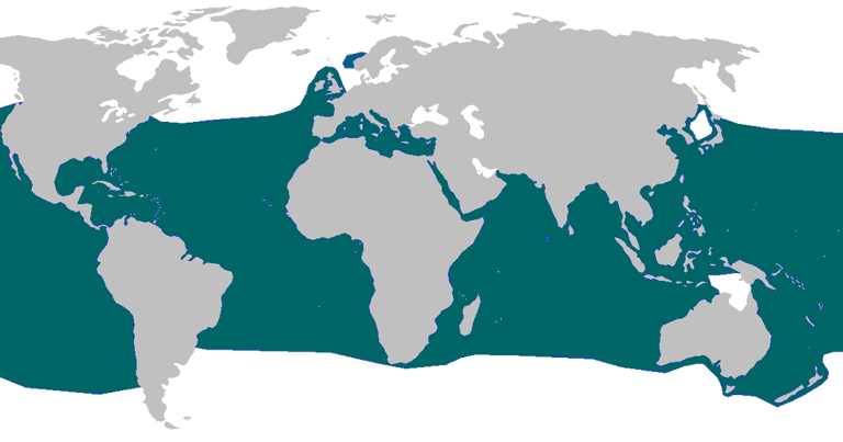 repartition-geo-requin-mako