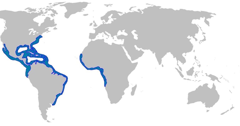 repartition-geographique-requin-citron