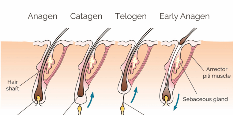 Hair growth Stages
