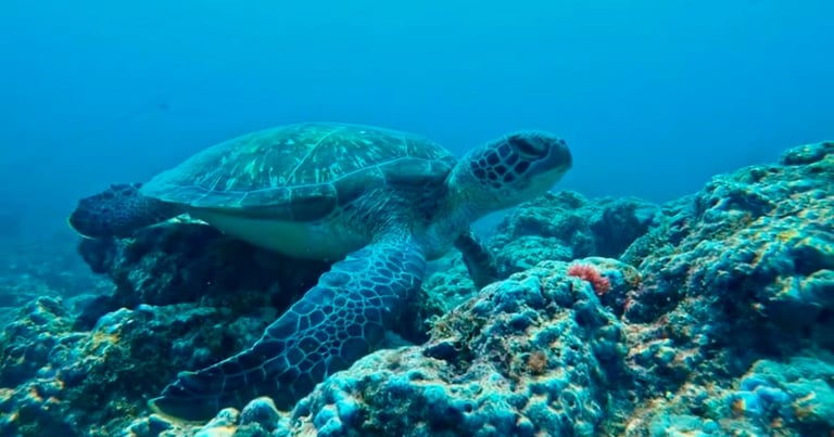A large green sea turtle swimming over a vibrant coral reef in clear blue tropical ocean water.