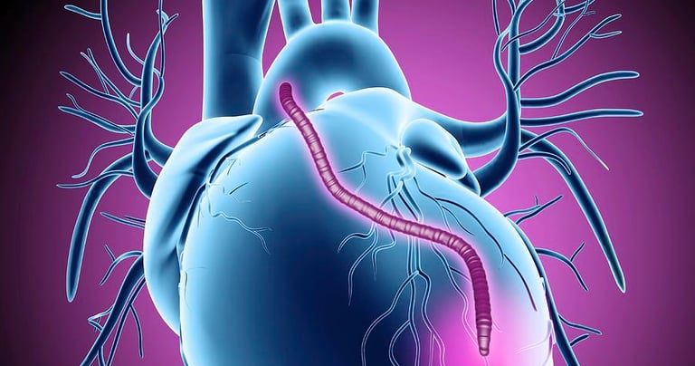 vascular ultrasound coronary artery bypass graft mapping radial surgery heart arm scan imaging perth blocked cabg chest pain