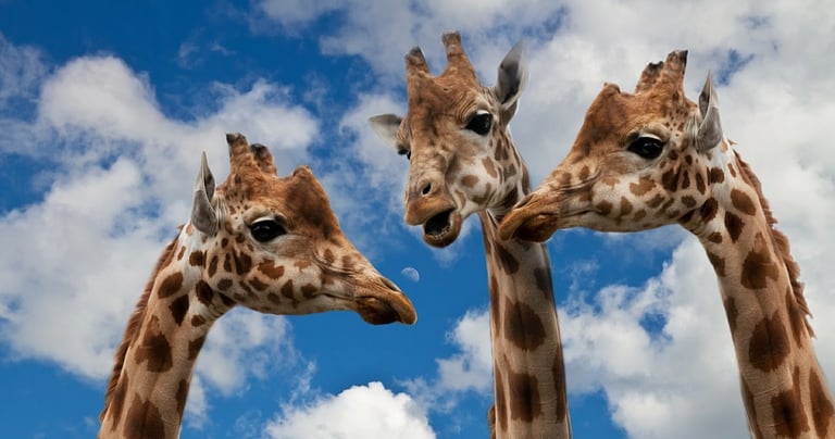 3 Giraffes who communicate with combination of humming, body language, and movement of their ears.