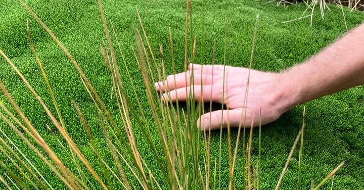 hand touching the grass
