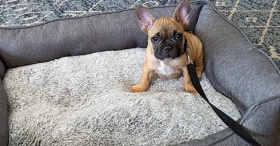a french bulldog puppy is sitting in a dog bed