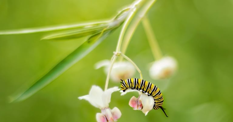A black yellow & white caterpillar crawls on a flower of a leafy plant against a blurred background