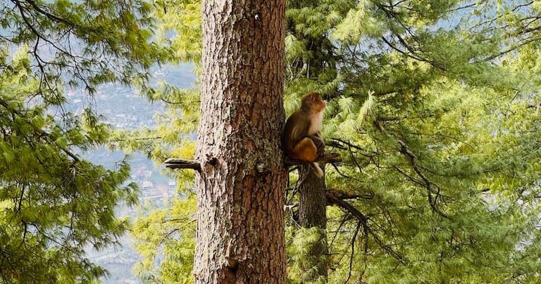 Monkeys on the way