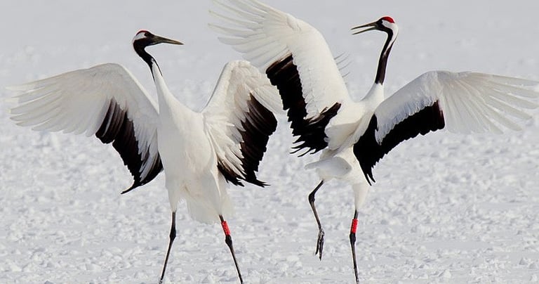 2 Sandhill Cranes who dance as an important part of their social structure and bonding behavior. 