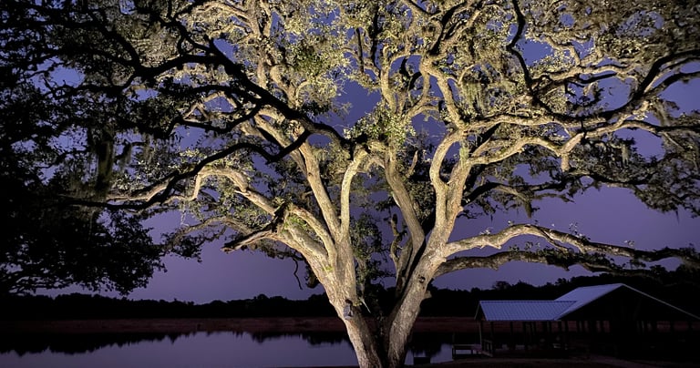 Large Oak tree with well lights in the lawn up lighting the branches and foliage