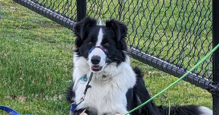 Border Collie in drop with distance