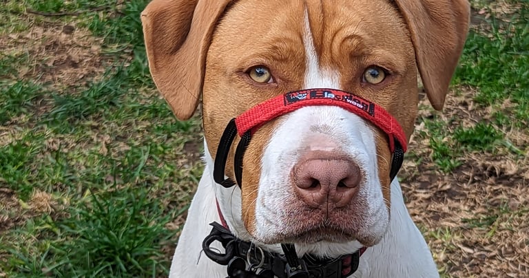 American Staffy close up